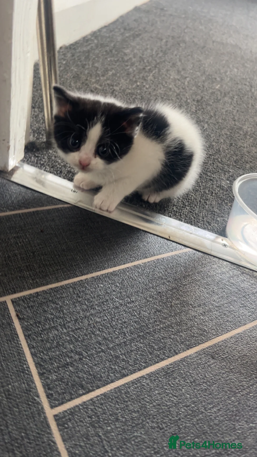 Mixed Breed cats for sale: Beautiful kittens  - Advert 11