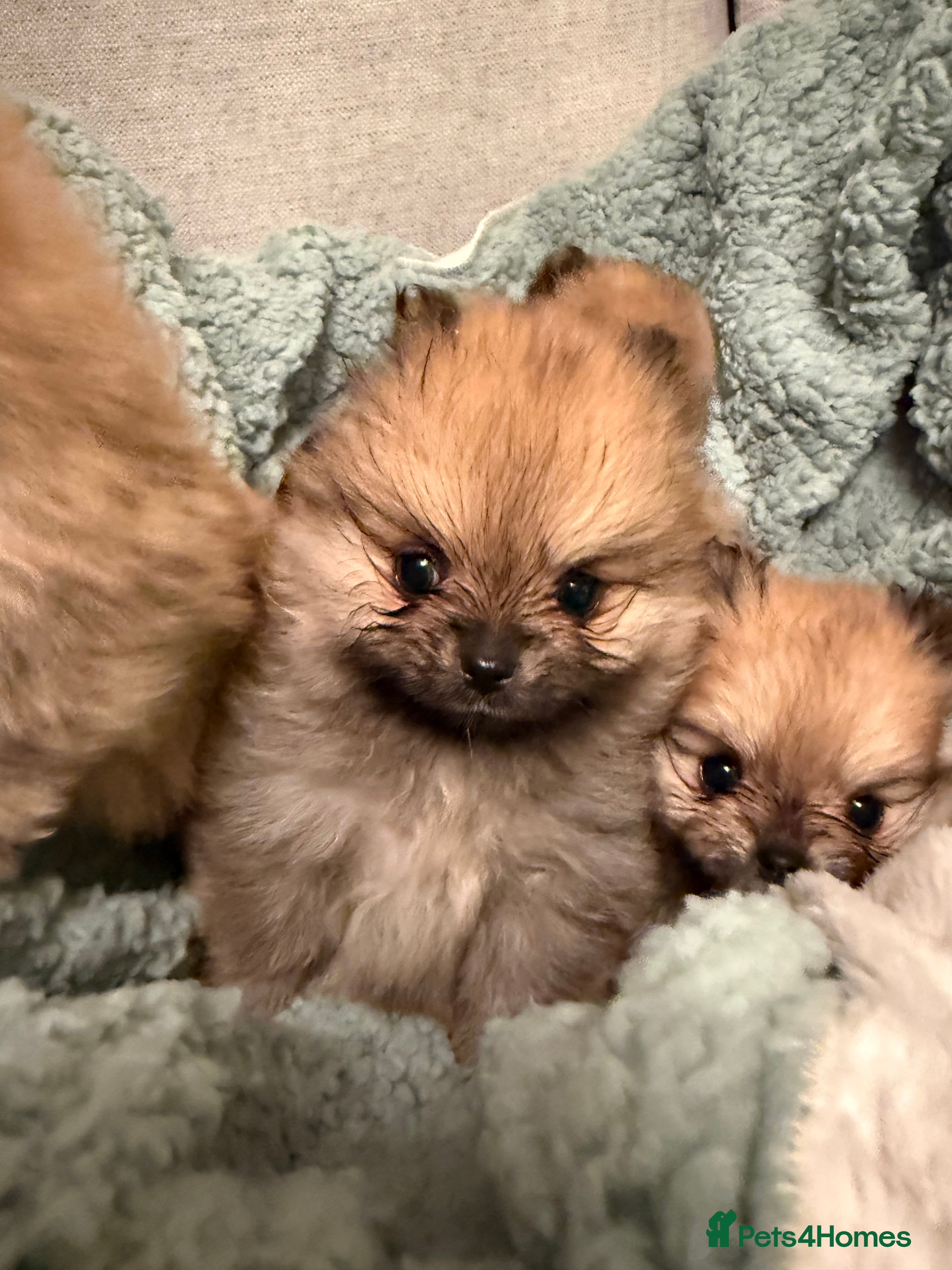 Pomeranian dogs Beautiful quality health tested Pomeranian girls  - Advert 9