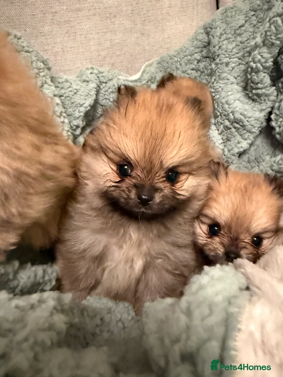 Pomeranian dogs for sale: Beautiful quality health tested Pomeranian girls  - Advert 1