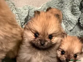 Pomeranian dogs Beautiful quality health tested Pomeranian girls - Advert 9