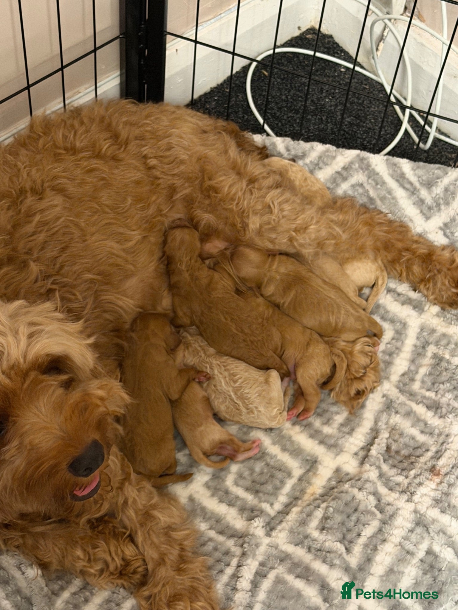 Mixed Breed dogs 🌟 Stunning Cavapoochon Puppies 🌟 - Advert 2