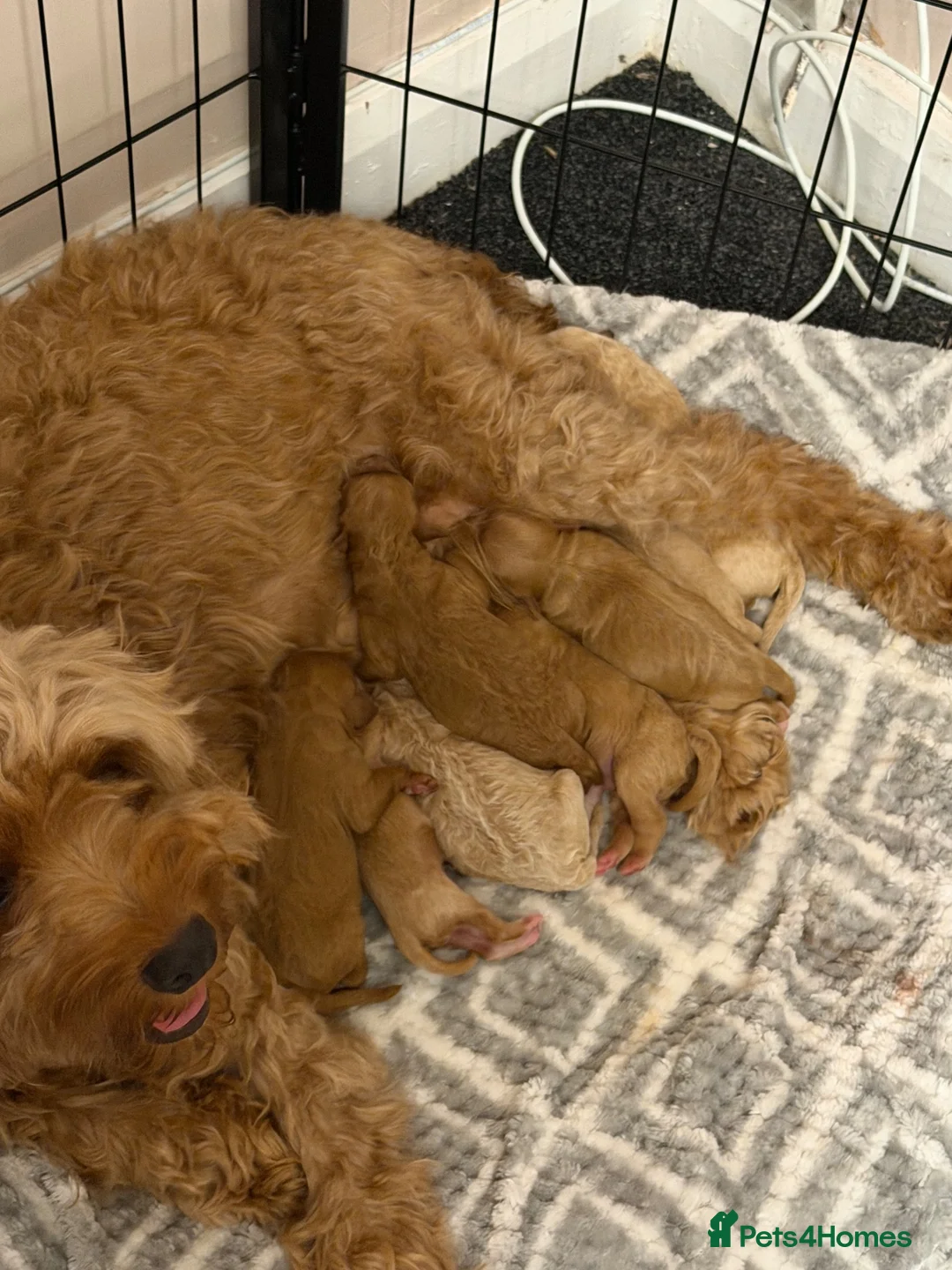 Mixed Breed dogs for sale: 🌟 Stunning Cavapoochon Puppies 🌟 - Advert 2