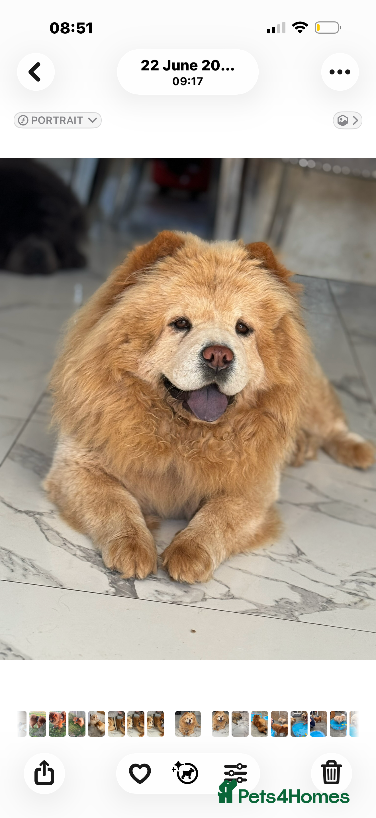 Chow Chow dogs Beautiful chow chow puppies  - Advert 1