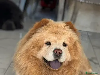 Chow Chow dogs Beautiful chow chow puppies - Advert 1