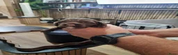 Sprocker dogs for sale: Sprocker Puppies for sale girls and boys - Advert 4