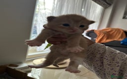 Domestic Shorthair cats for sale: 6 ginger kittens for sale - Image 8