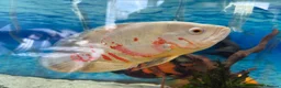 Cichlids fish for sale: Beautiful Oscar pair and 1 rusty pleco - Advert 8