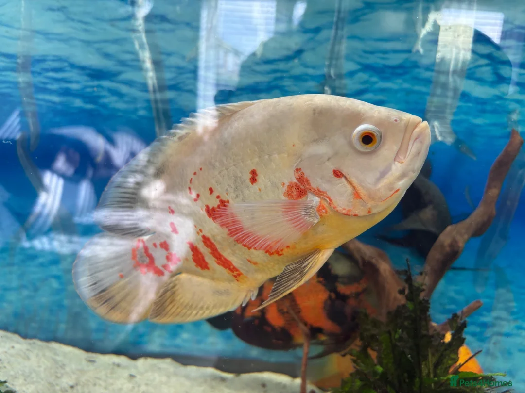 Cichlids fish for sale: Beautiful Oscar pair and 1 rusty pleco - Advert 8