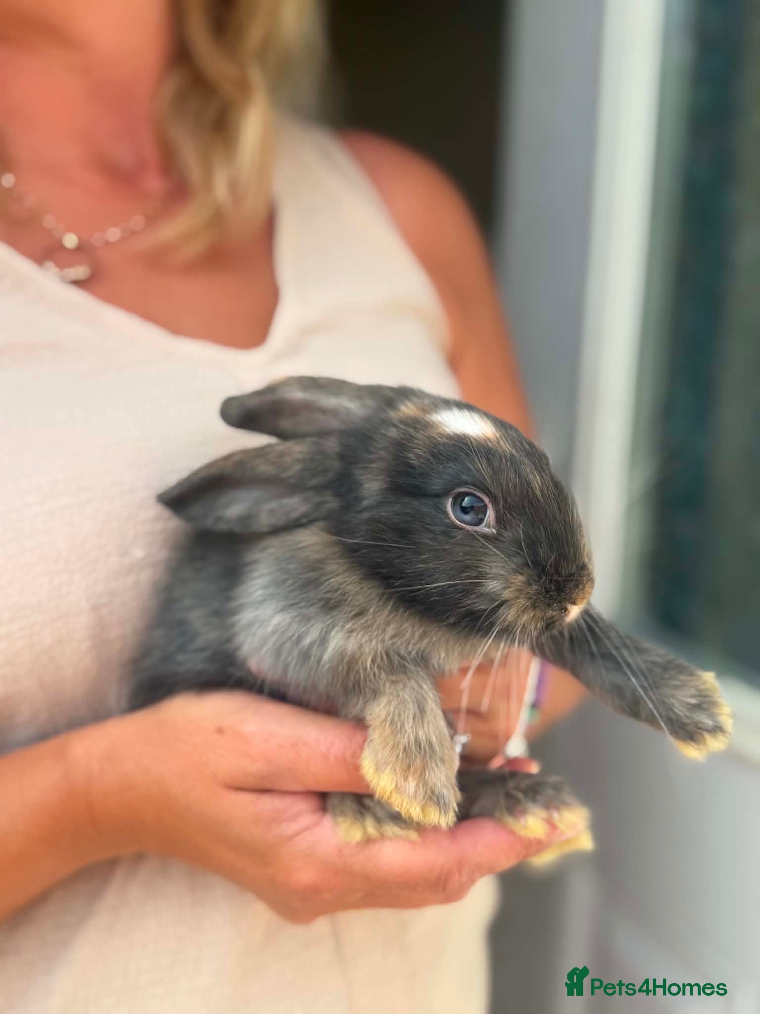 Mixed Breed rabbits Bunnies - Advert 2