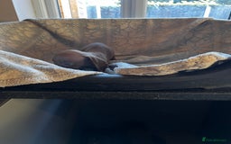 Miniature Dachshund dogs for sale: Miniature dachshund  - Image 12