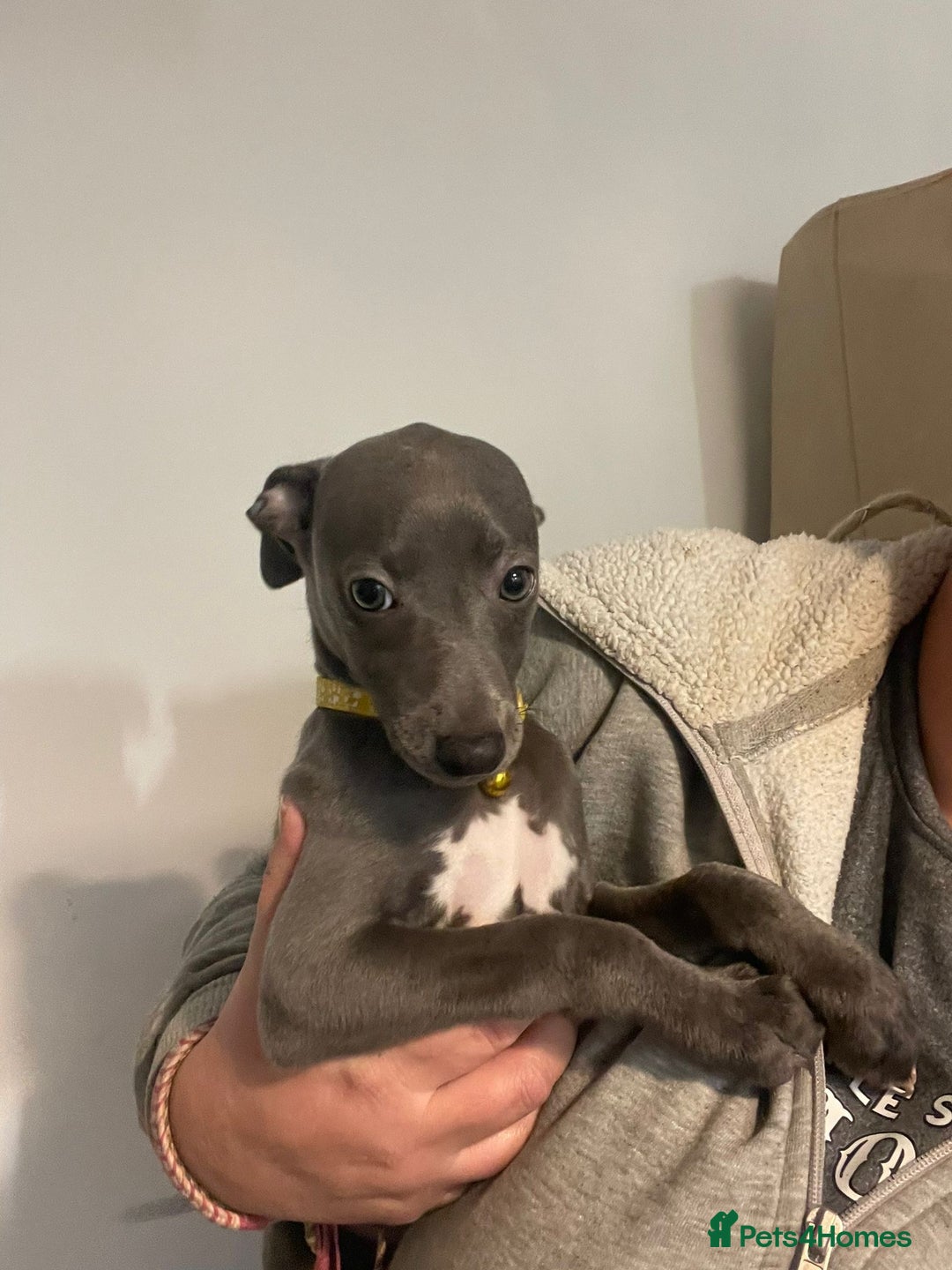 Whippet dogs for sale: KC registered blue whippet puppies for sale - Advert 6
