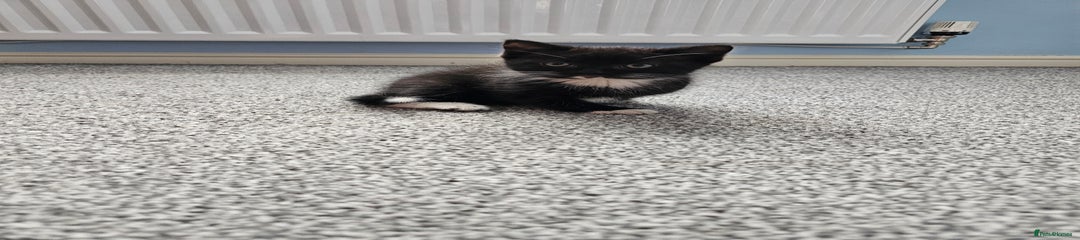 Kitten 1