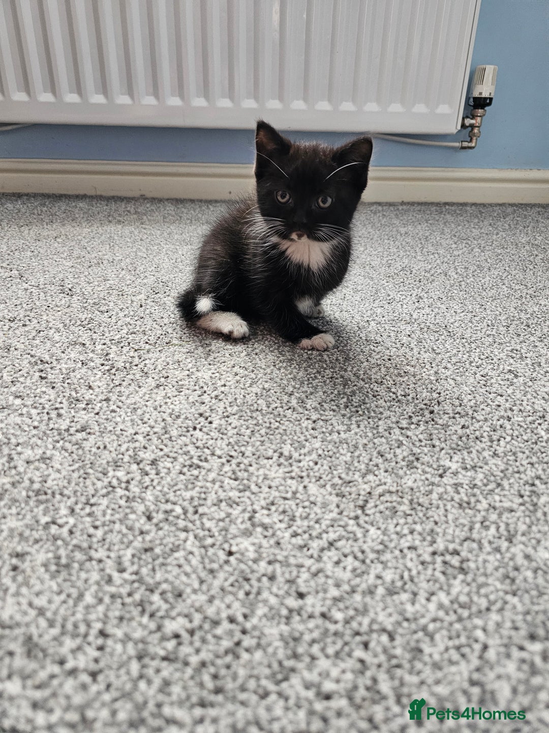 Ragdoll cats for sale: Adorable 9 Week Old Kittens - Litter Trained - Image 11