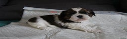 Shih Tzu dogs for sale: LOVELY SHIH TZU PUPPIES LIVER GENE  - Advert 23