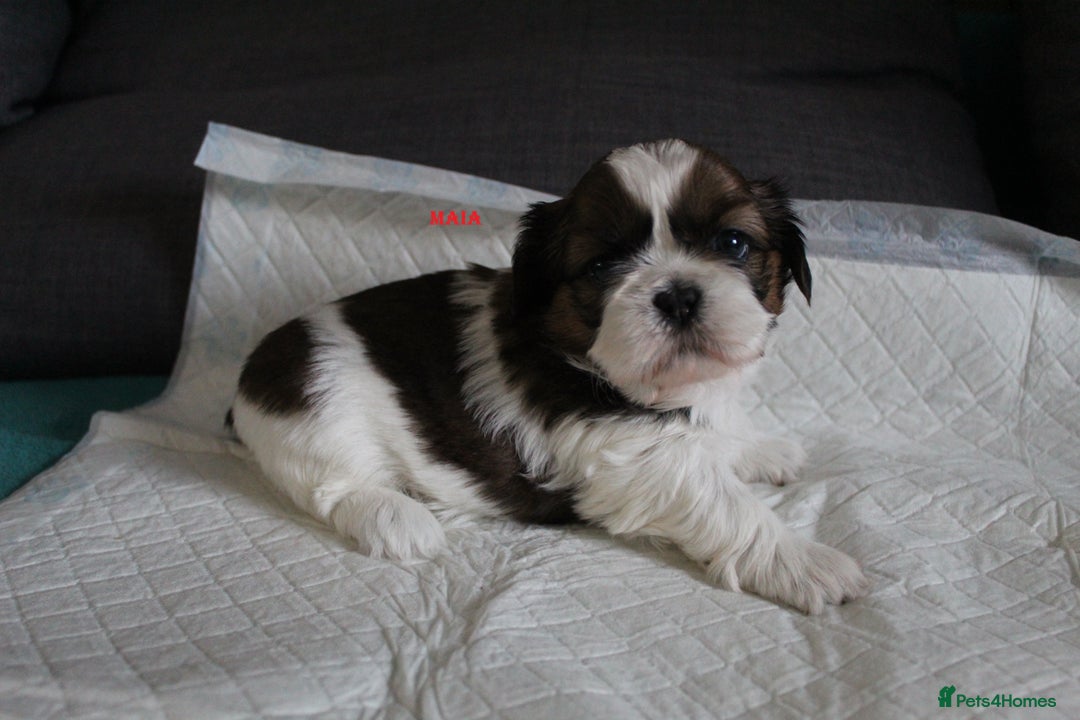 Shih Tzu dogs for sale: LOVELY SHIH TZU PUPPIES LIVER GENE  - Advert 23