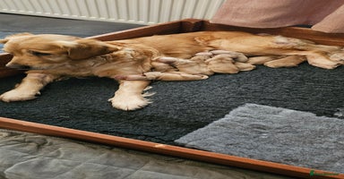 Golden Retriever dogs - Advert 19