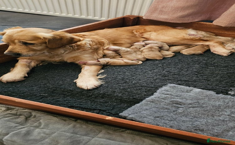 Golden Retriever dogs - Advert 1