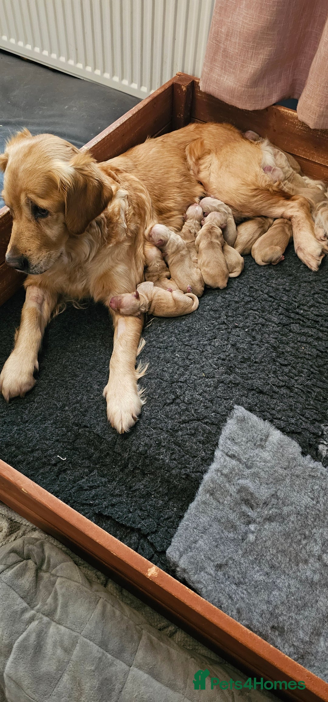 Golden Retriever dogs for sale:  golden retriever pups - Advert 12