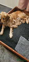 Golden Retriever dogs - Advert 19