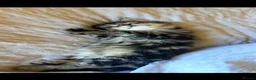 Mixed Breed cats for sale: Adorable Kittens Looking for Loving Homes 🐾 - Advert 4