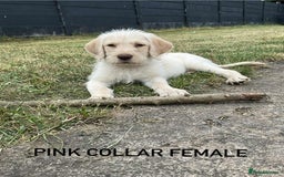 Labradoodle dogs for sale: Labradoodle  - Image 1