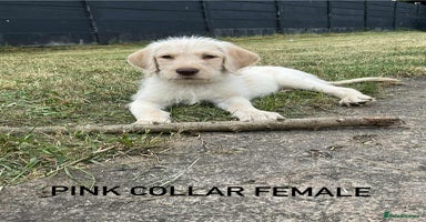 Labrador Retriever dogs - Advert 2