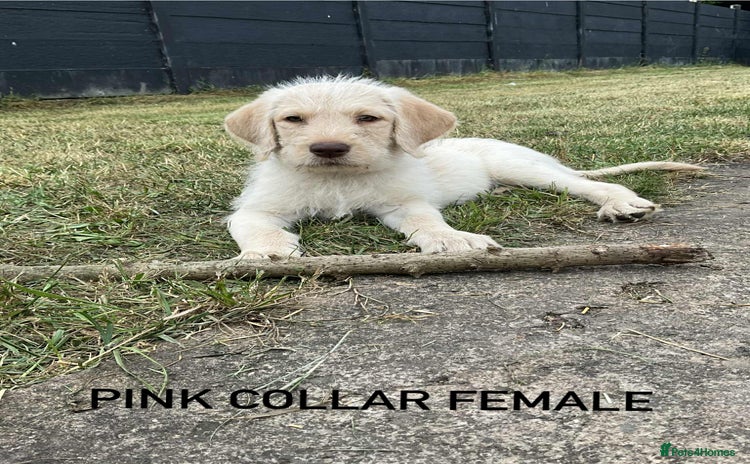 Labrador Retriever dogs - Advert 10