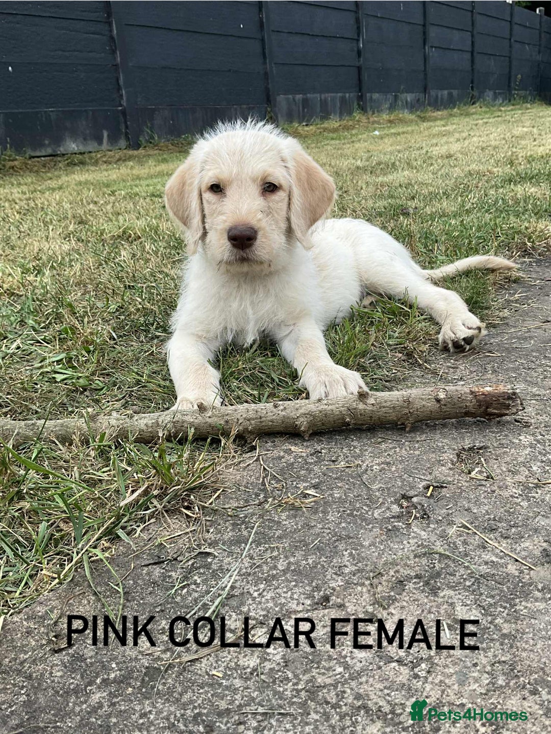 Labradoodle dogs for sale: Labradoodle  - Image 1