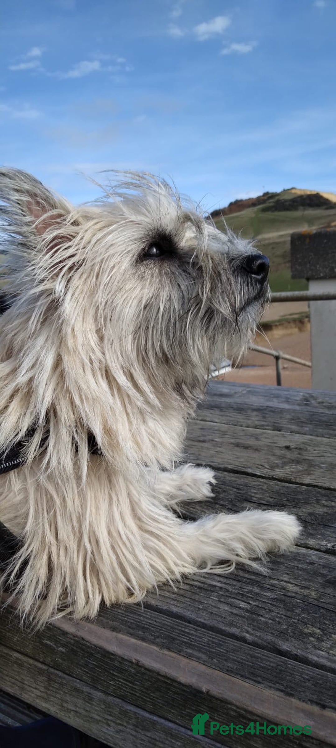 Cairn Terrier dogs for sale: KC registered Male pups off health tested parents  - Advert 13