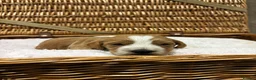 Cockapoo dogs for sale: Beautiful F1 Show Cockapoos 🥰❤️‍🔥 - Advert 9
