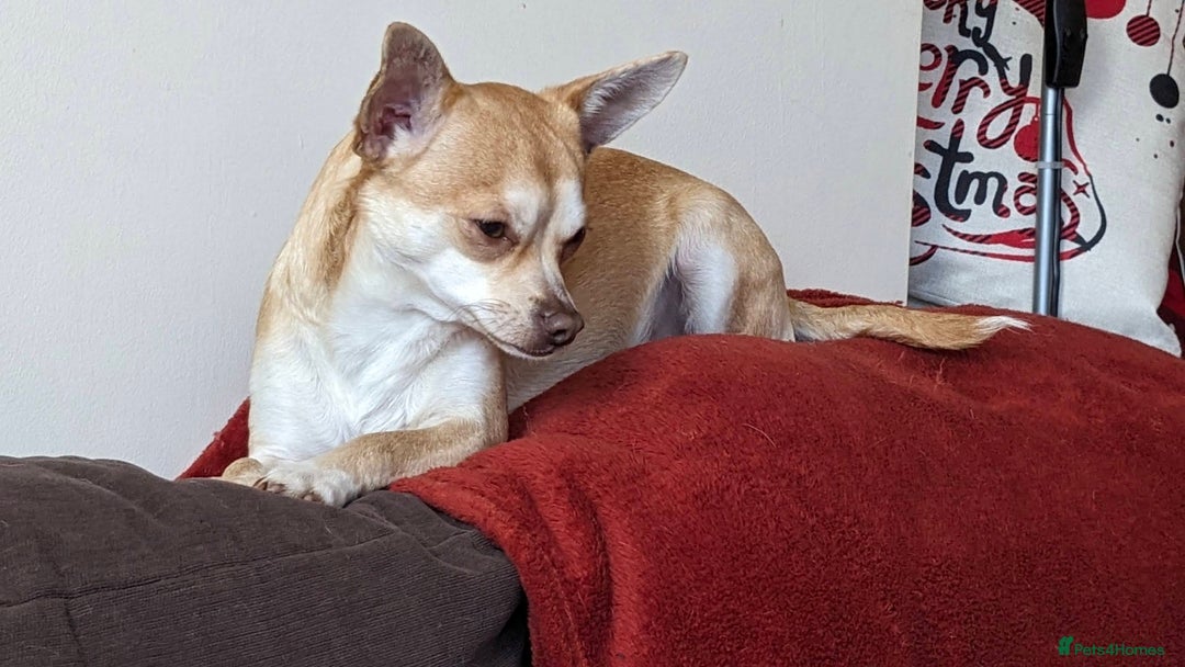 Chihuahua dogs for sale: 2 beautiful chihuahuas - Advert 13