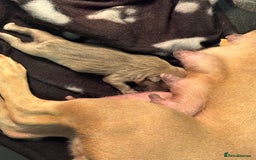 French Bulldog dogs for sale: Two gorgeous French bulldog males  - Advert 2