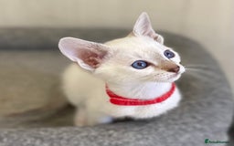Siamese cats for sale: GCCF Registered Traditional Siamese Kittens.  - Image 11