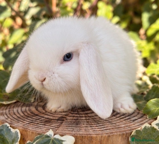 Mini Lop rabbits BEW mini lops 16 Oct  - Advert 1