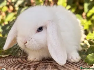 Mini Lop rabbits BEW mini lops 16 Oct - Advert 1
