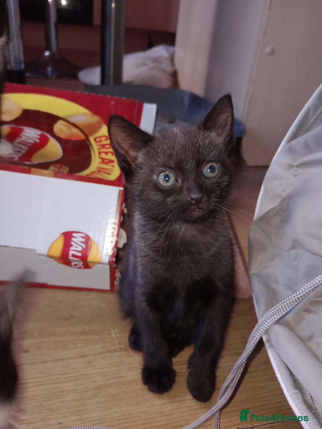 Mixed Breed cats for sale: 3 beautiful kittens  - Image 12
