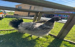 Chickens poultry for sale: Young silkies - 2 cockerels and one hen - Image 11