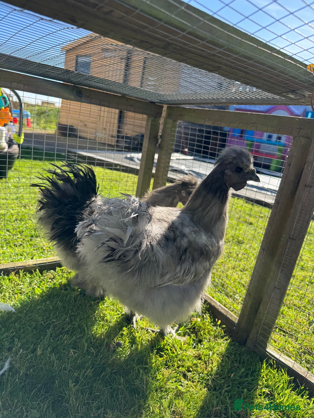 Chickens poultry for sale: Young silkies - 2 cockerels and one hen - Image 11