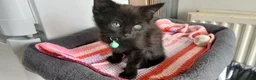Mixed Breed cats for sale: 6 kitties looking for new forever homes - Advert 5