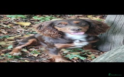 Cocker Spaniel dogs for sale: Gamekeeper bred kc reg working cocker puppys - Advert 1