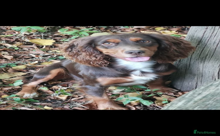 Cocker Spaniel dogs Gamekeeper bred kc reg working cocker puppys - Advert 6