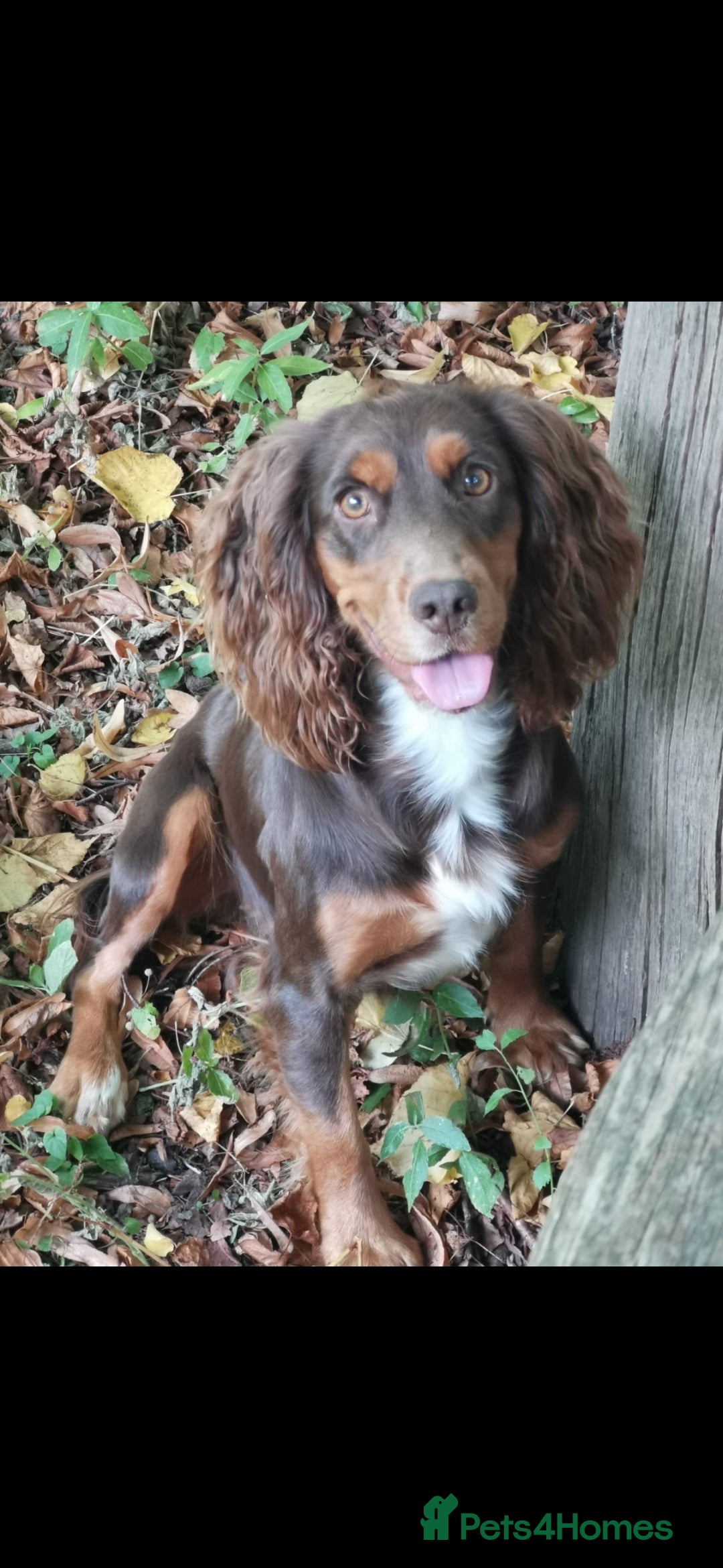 Cocker Spaniel dogs for sale: Gamekeeper bred kc reg working cocker puppys - Advert 1