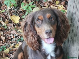 Cocker Spaniel dogs for sale: Gamekeeper bred kc reg working cocker puppys - Advert 1