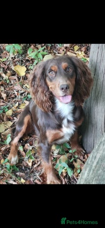 Cocker Spaniel dogs Gamekeeper bred kc reg working cocker puppys - Advert 6