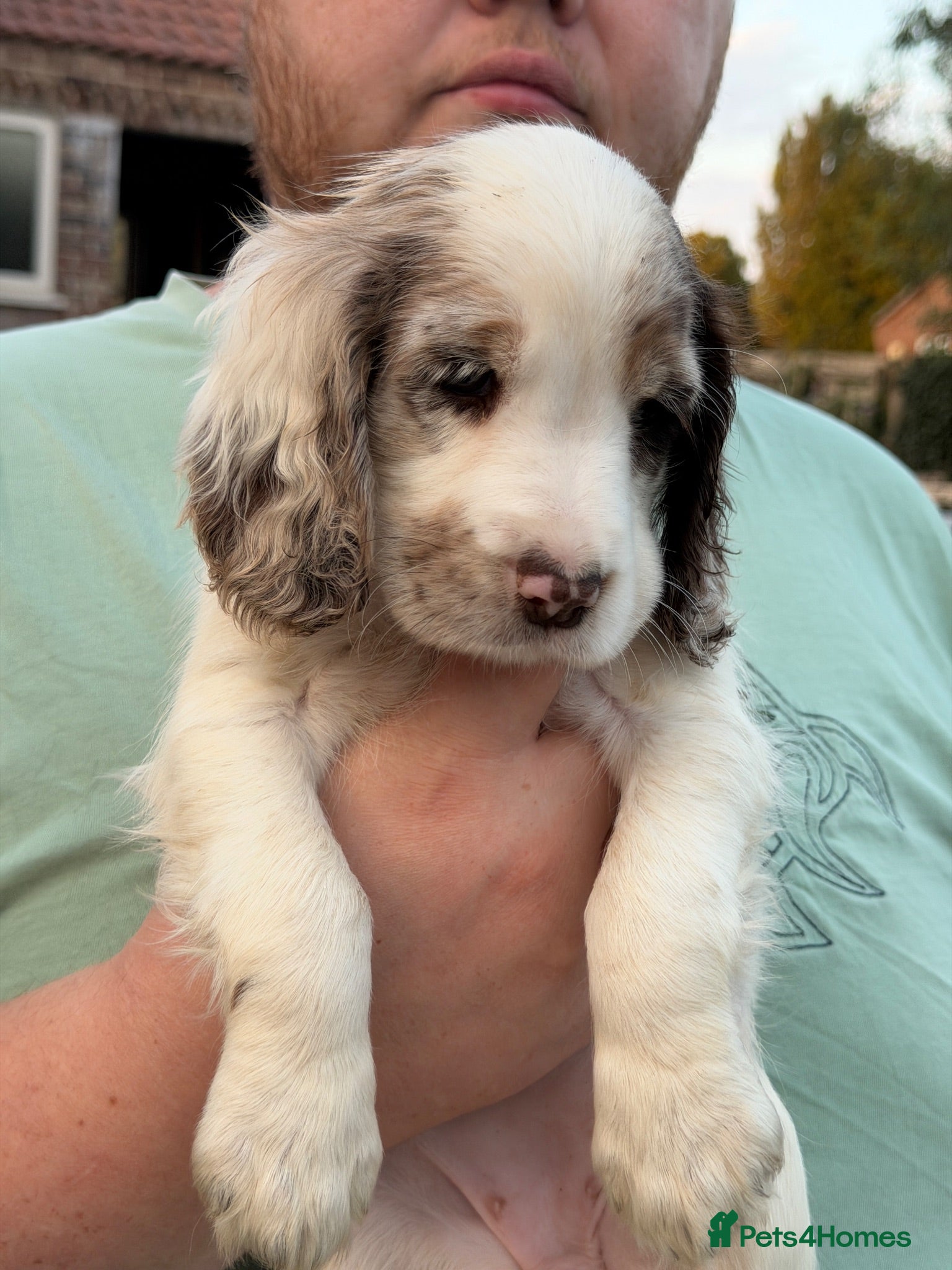 Cocker Spaniel dogs Beautiful Cocker Spaniel Puppies *5 LEFT* - Advert 6