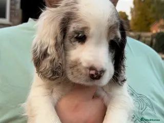 Cocker Spaniel dogs Beautiful Cocker Spaniel Puppies *5 LEFT* - Advert 6