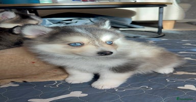 Pomsky dogs - Advert 10