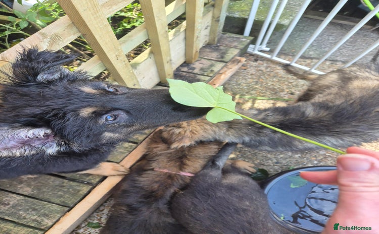 Mixed Breed dogs in Plymouth - Advert 1