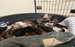 Cocker Spaniel dogs for sale: Stunning KC Reg Cocker Spaniel Pups Choco/Black - Image 24