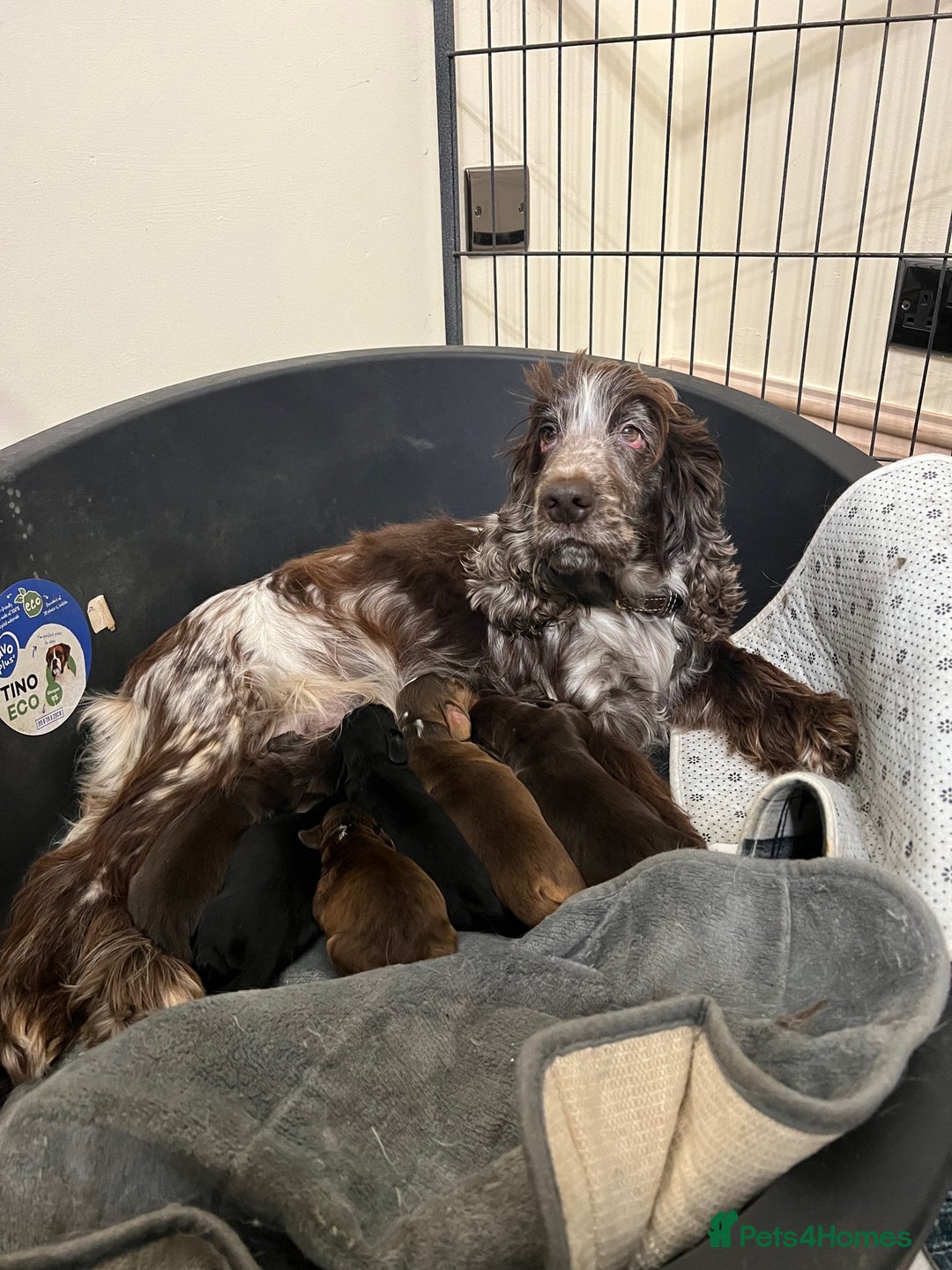 Cocker Spaniel dogs for sale: Stunning KC Reg Cocker Spaniel Pups Choco/Black - Image 24
